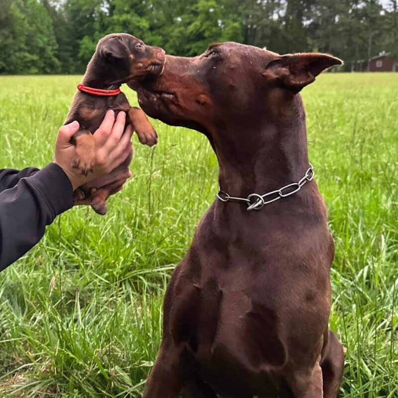 European Doberman Puppy Care Tips