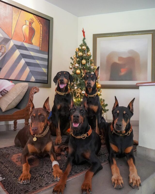 European Doberman breeder USA