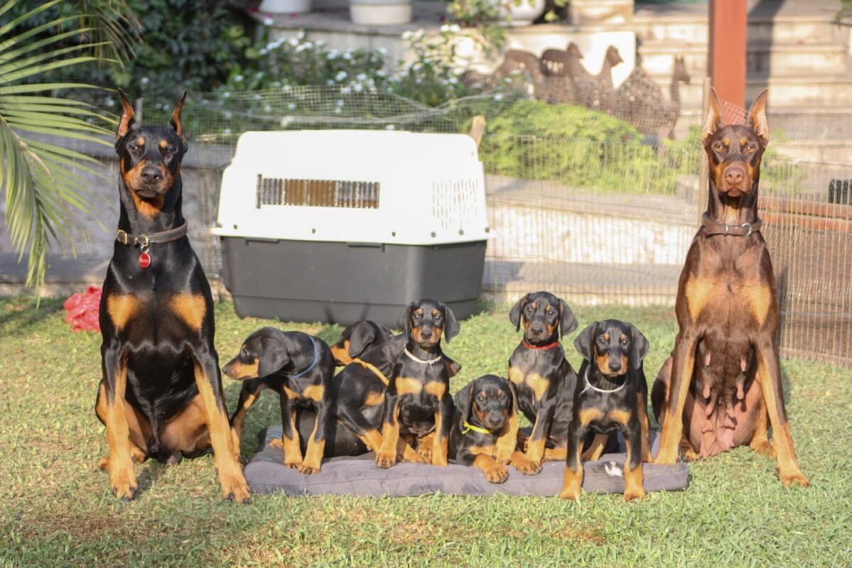 AKC registered European Dobermans for sale