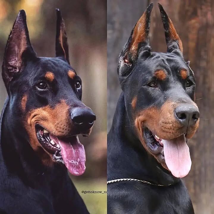 Differences Between European and American Dobermans
