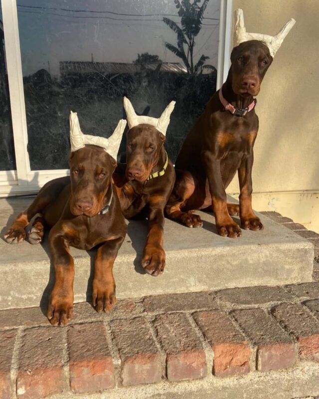 European Doberman Protection Dog