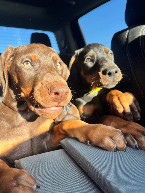 European Doberman Puppies for Sale in Texas