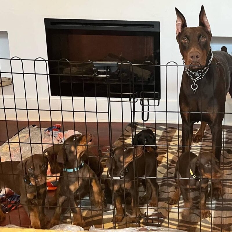 Are European Dobermans Good Family Dogs?
