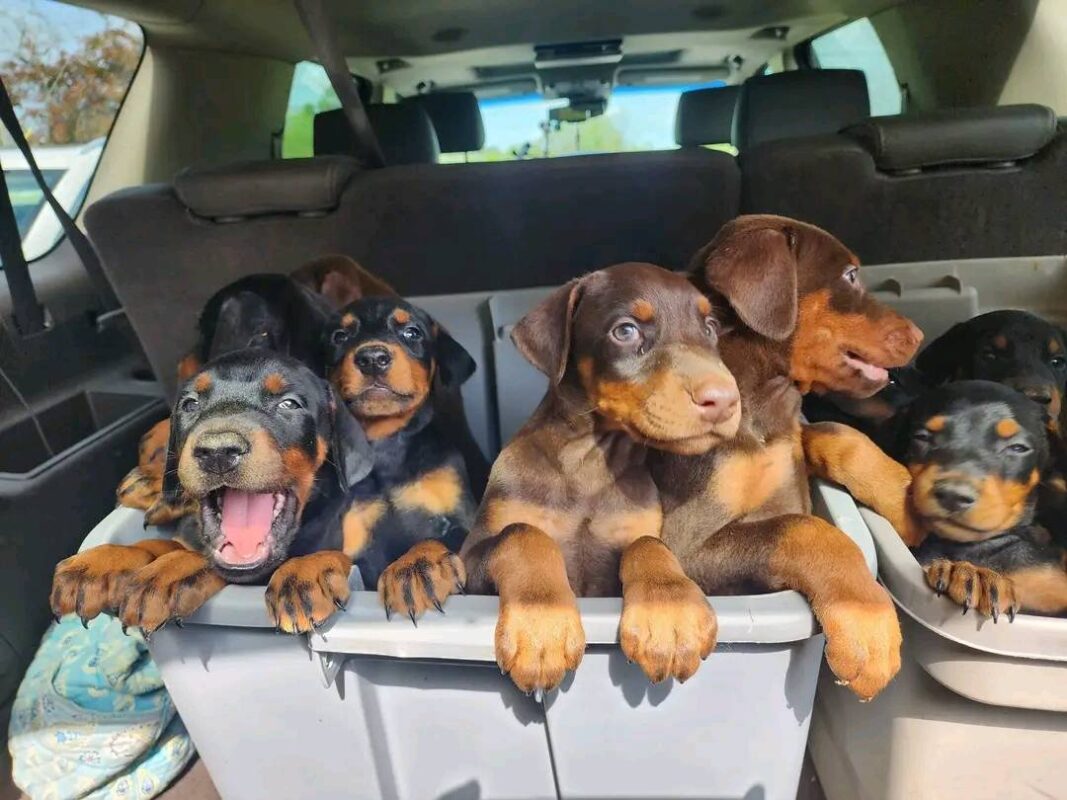 European Doberman Puppies for Sale in Michigan