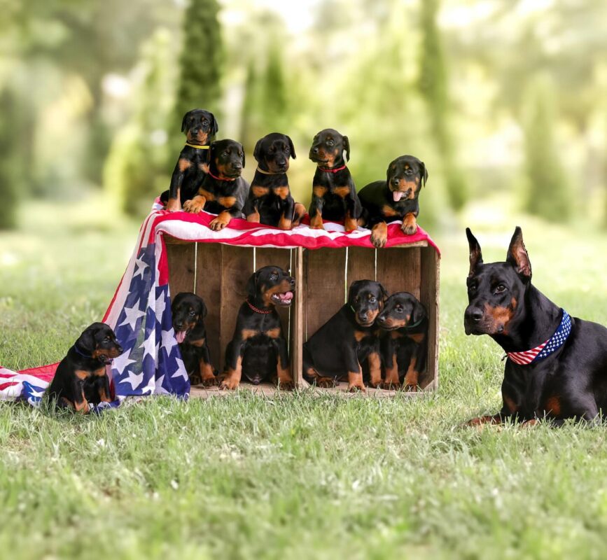 Doberman puppies for sale in Carolina